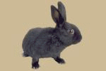 rabbits